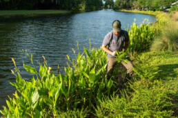 SRG employees weed and maintain thriving native greenery and native flowers along a pond previously shorescaped