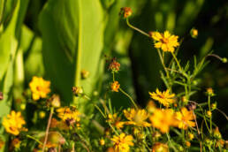 yellow native plants along a shoreline attracts pollinators including a dragonfly