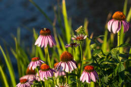 a bee perches on blooms of native Purple Coneflower