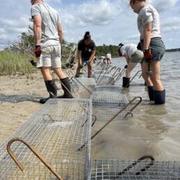 SRG staff work to install manufactured wire reefs that will stop erosion along a marsh shoreline during a living shoreline installation