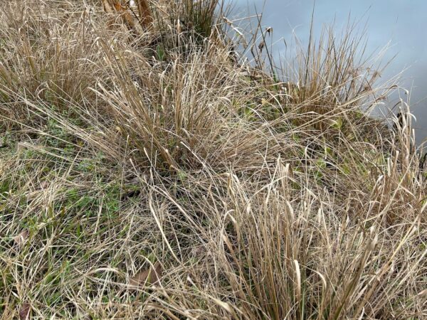tan, dormant grasses along a shoreline