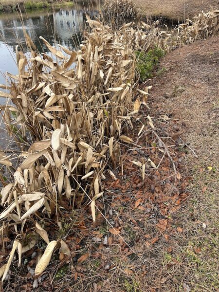 pond edge lined with a mix of dried, dormant aquatic grasses