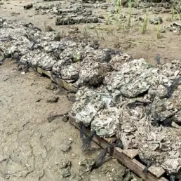 bagged oyster shells line a marsh shoreline during a living shoreline installation